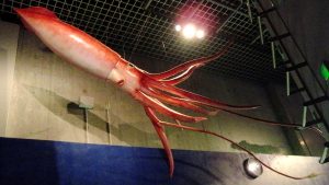 Giant Squid Replica