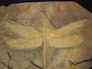 Meganeura Fossil