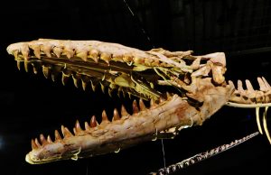 Mosasaurus Schädel