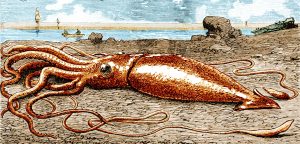 Largest Giant Squid