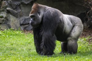 Gorilla Silverback