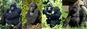 Gorilla Species 