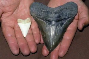 Megalodon Tooth compared to a White Shark's