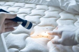 Bed Bugs Removal